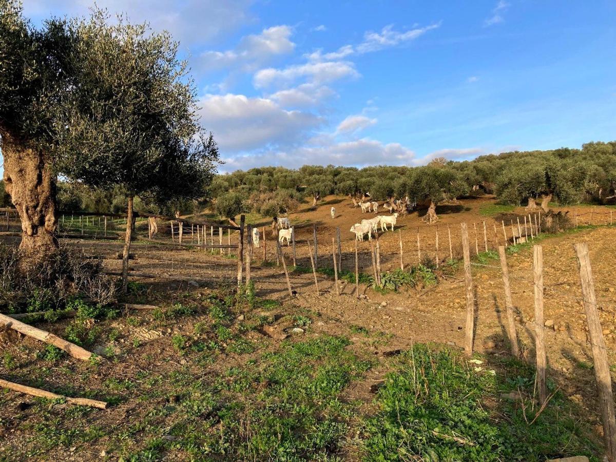 Fattoria Tolomei Campagnatico Exterior foto